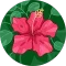 Madison Phelps Avatar